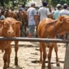 Kiai Marsudi: Sapi Qurban Banpres Pakai APBN Itu Konstitusional dan Sah Secara Syariat