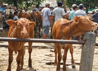Kiai Marsudi: Sapi Qurban Banpres Pakai APBN Itu Konstitusional dan Sah Secara Syariat