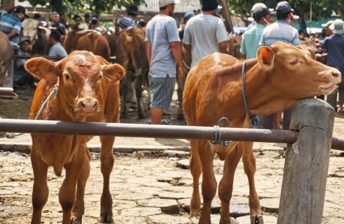Kiai Marsudi: Sapi Qurban Banpres Pakai APBN Itu Konstitusional dan Sah Secara Syariat