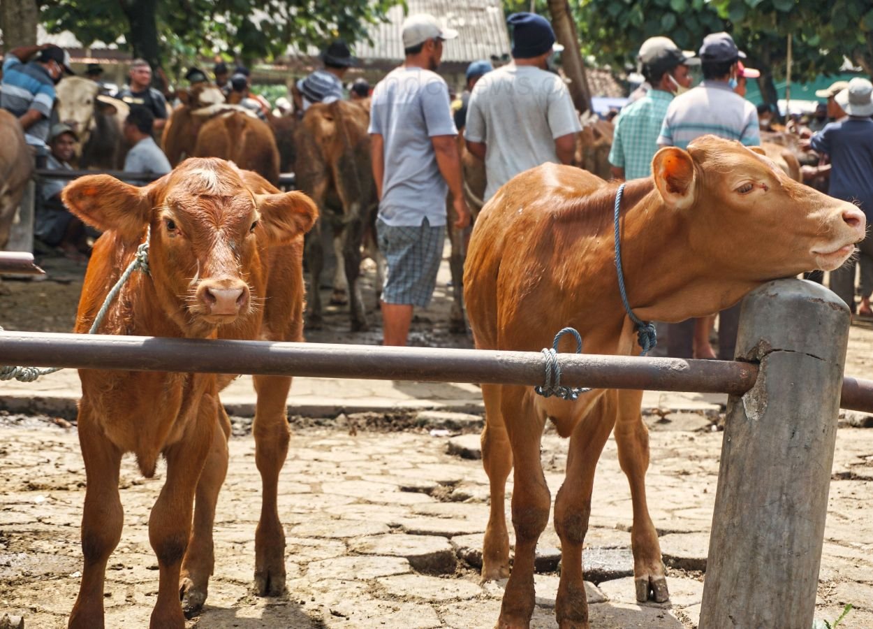 Kiai Marsudi: Sapi Qurban Banpres Pakai APBN Itu Konstitusional dan Sah Secara Syariat