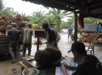 Harga Sawit Turun, PT RMM Tetap Serap TBS Sesuai Ketentuan Pemerintah