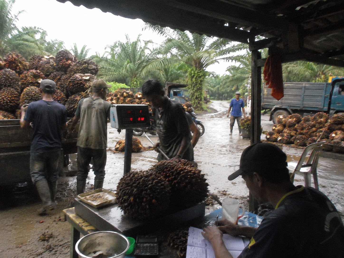 Harga Sawit Turun, PT RMM Tetap Serap TBS Sesuai Ketentuan Pemerintah